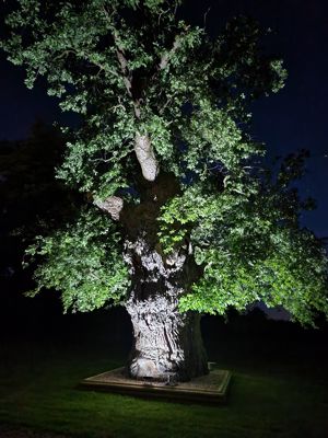 Old Oak Tree (Night Image)